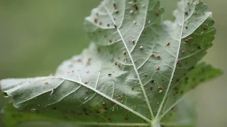 Methods of Biological Control