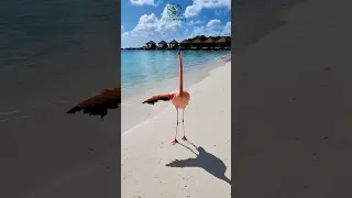 PINK FLAMINGOS | Beach in Aruba