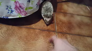 Lin the Hedgehog - Purring