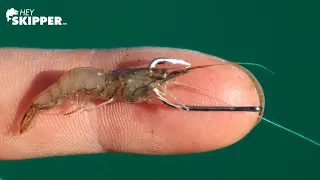 Fishing w/ TINY Shrimp Catches SO MANY Fish!