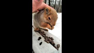 Очень голодный бельчонок / A very hungry squirrel