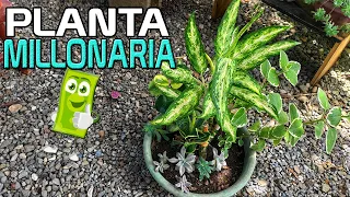 Dieffenbachia Cuidados y Reproduccion | Planta Millonaria o Loteria, Cuidados Difembaquia