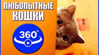 Любопытные кошки. Видео 360 градусов.