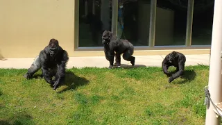 Shabani's Troop is freaking out.　Higashiyama Zoo　Gorilla　202404