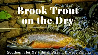 Amazing Dry Fly Brook Trout Fishing - Southern Tier, NY