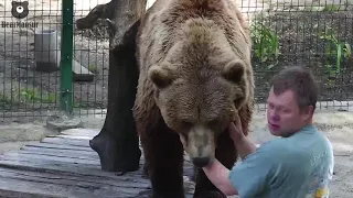 Настоящее медвежье рукопожатие🤝🐻