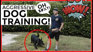 Aggressive German Shepherd tries to attack dog trainer- aggressive dog behavior training