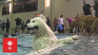 Swimming pool goes to the dogs