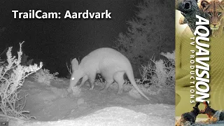 📸🦇 ELUSIVE AARDVARK 🌍✨