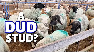 A WEEKEND IN THE LIFE OF A SHEEP & GRAIN FARMER (A bad ram, a limping ewe & planting corn!) VLOG 283