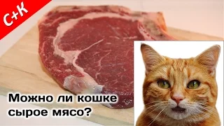 Можно ли кошке сырое мясо?