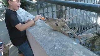 Yerevan, ZOO, Kendanabanakan aygum, 14.08.19, We, Video-2.