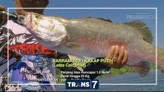 MANCING MANIA - PREDATOR DARI TANAH KAMORO (3/12/16) 3-2