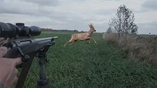 A LOT OF BEASTS! ROE DEER HUNTING