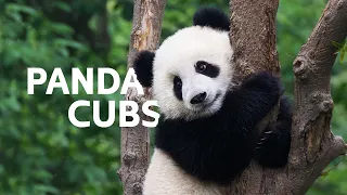 The Panda Cubs That Will Save Their Endangered Species | Panda Nursery Documentary