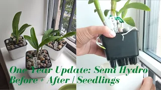 Using Semi Hydroponics to Grow Orchids | 1 Year Update: Pros & Cons + Before + After of Grow System