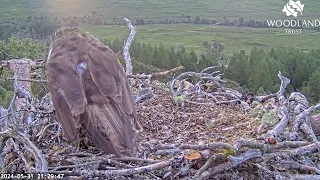 Littlest Loch Arkaig Osprey chick gets a good feed - all three Osplets have full crops 31 May 2024