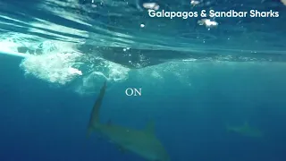 Watch sharks flee as they hit Shark Shield Technology!