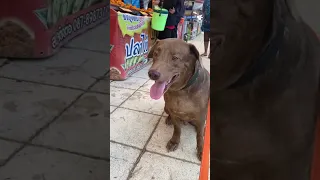 Jumbo has very bad legs so after a vet visit it was time for a big treat at the market #dogs #dog