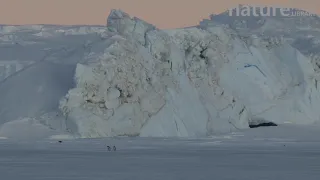 Adelie penguins walking in front of a blue iceberg, Adelie Land, Antarctica