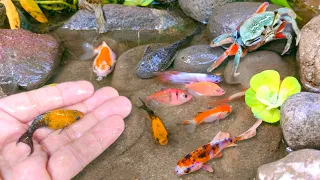 Catch small fish, betta fish, goldfish, broomstick fish, guppy fish, crabs, ornamental fish