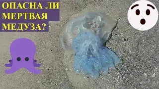 VLOG Черноморская медуза