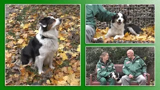 Hundevermittlung - November/Dezember 2018 (Tierheim Hannover TV)