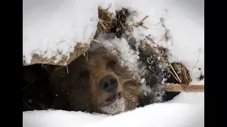 Опасная охота на медведя в берлоге , жесть