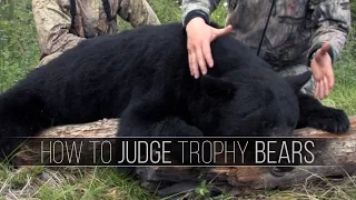 Identifying & Judging Trophy Black Bears