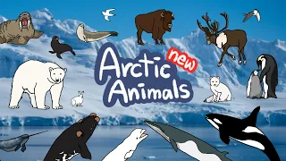 NEW Arctic Animals  | What kind of Winter Animals live in South & North Pole? | Kids Draw