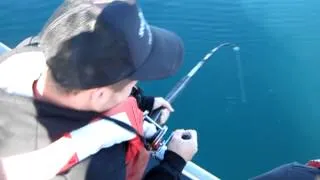 Halibut Fishing in Alaska - Kodiak AK