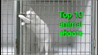 Топ 10 побегов из вольера. До слез. Top 10 animal shoots. The best.