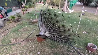 El Cortejo del pavo real