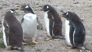 Volunteer Point King Penguin Rookery in the Falkland Islands