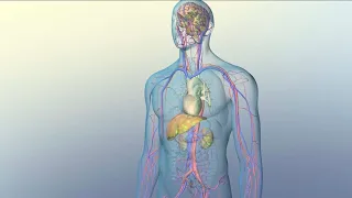 How Medications Reach Their Target Sites Within Your Body