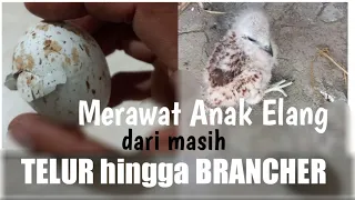 Cara Merawat dan Memelihara Anak Elang Bondol dari Telur hingga Chick.