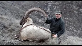 BEZOAR IBEX - TURKISH FRONTIER