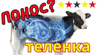 Понос у телят | Поносит теленок | Диарея, как победить?