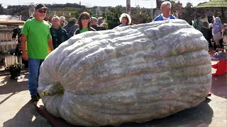 The Biggest Vegetable on Earth is Bigger Than Your Imagination