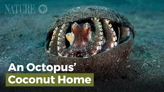 An Octopus' Coconut Home