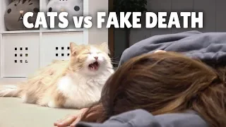 Cats vs Fake Death | Kittisaurus