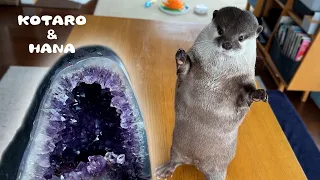 Otters React to The Mystical Amethyst Geode