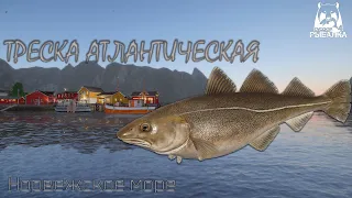 РЕДКИЙ Трофей. Треска Атлантическая. Норвежское море. Русская рыбалка 4 | Russian fishing 4