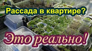 Обзор рассады. Выращивание рассады в домашних условиях. Уход за рассадой.