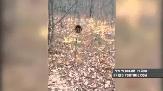 Жители Чугуевского района нашли у себя во дворе медвежонка