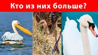 10 Самых больших птиц в мире / Самые большие птицы на планете !