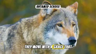 Wolves Unveiled | Into the Heart of the Pack #animals #wildlife #nature #animalfacts #facts