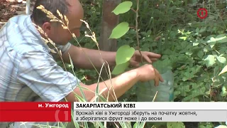 Саджанці ківі сорту Карпат Стратона Валентайн [HD]