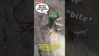 Creepy parasite inside a praying mantis!