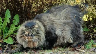 Норвежская Лесная Кошка, Породы кошек, описание, уход